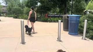 Zoey (no sound)