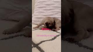 #puppy #pug #pugs #newpuppy #dogmom #babydog #cutepug #puppies #doggy