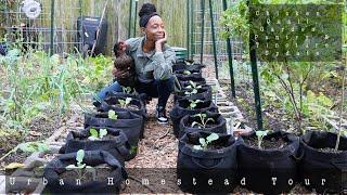 Full Urban Homestead + Garden Tour | Outside and Inside | Chicken and Quail Update