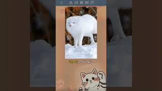 흥미로운 동물 지식 - 북극곰과 북극여우