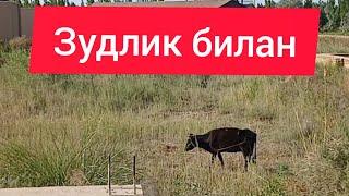 ЗУДЛИК БИЛАН ЙЕР  УЧАСТИКА СОТЛАДИ