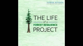 The life of a forest & wildfire resilience project - Animation