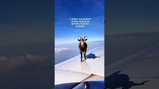 Как организовать семейное образование? Ошибки новичков на СО #семейноеобучение