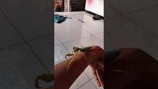 praying mantis #shorts #macro #macrovideo #macrophotography #insect