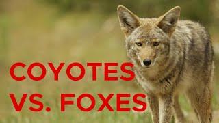 Coyotes Could Threaten Some Native Species