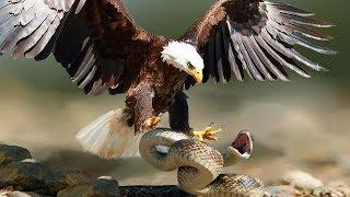 EAGLE VS SNAKE - Eagle's characteristic - Snake is detected in about 1 mile