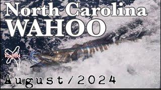 NC August Wahoo are HERE!!! | Offshore Trolling | X Rayted Fishing Team