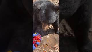 Bear eats gummies out of human's hand