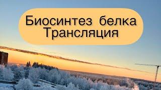 Биосинтез белка. Трансляция#биосинтез_белка #трансляция #егэ2023 #биология_егэ #днк #рнк