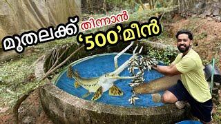 I bought 500 fishes to FEED my fish  |  എന്നാലും ഇങ്ങനെ ആകും എന്ന് കരുതിയില്ല  | Fishing freaks |