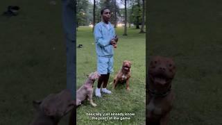 Obstacle course, Kb K Work #bigbodymotivation ️️🩸 #dogtraining #americanbully