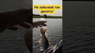 Не забывай так делать! #fishing #рыбалка