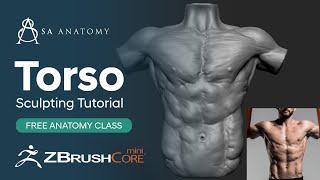 Dynamic Male Torso Anatomy Study - Zbrush Core Mini Sculpting tutorial