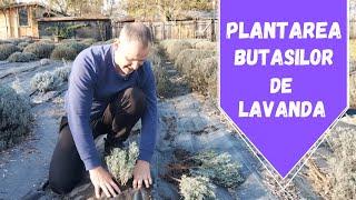 Cum se planteaza Butasii de Lavanda!