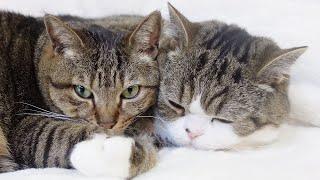 包容力があり過ぎるねこ。-Maru holds Hana in his arms.-