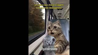 pessoas viajando de ônibus #shorts #shortvideo #gatos #comedia