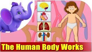 Lets Learn How The Human Body Works