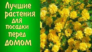 ЧТО ПОСАДИТЬ перед ДОМОМ? Лучшие растения для посадки перед домом.Цветник-клумба возле дома.