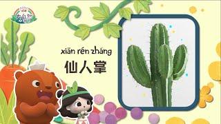 幼儿科普丨认识植物 | 仙人掌怎么喝水？| Preschool Learning Cartoons |basic science concepts for kids