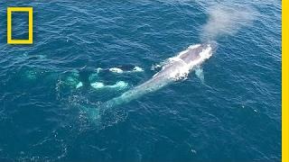 Watch: Killer Whales Charge Blue Whale (Rare Drone Footage) | National Geographic