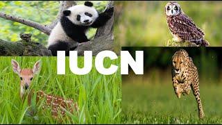 International Union for Conservation of Nature (IUCN)