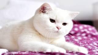 Cute Cats Pictures