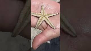 Живая морская звезда шевелится - ее волной выбросило на берег