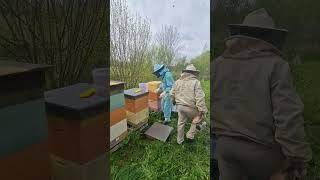 Пасека на 3 корпуса !!! #пчеловодство #bee #пчёлы #пчеловодство #beekeeper #beekeeping #2024