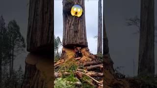 Expert tree cutter cutting a big tree # trending video # short