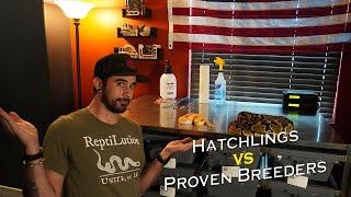 Starting out, Hatchlings vs Proven Breeders