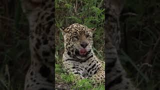 HUGE Jaguar Lets out a Big Yawn