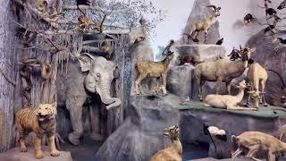 119 Year Old Dioramas at the Landesmuseum in Darmstadt