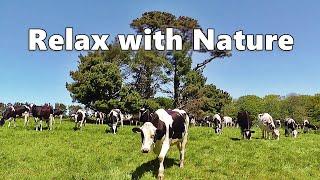 Dog TV Relaxation : Videos for Dogs - Cows In The Field ~ Relax with Nature