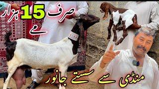 Akhtar Goat Farm Ne Apna Rates Kam Kar Diye  || sasti bakriyan Bacho Ka Sath Loot Lo️