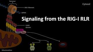 RIG I RLR signaling pathway