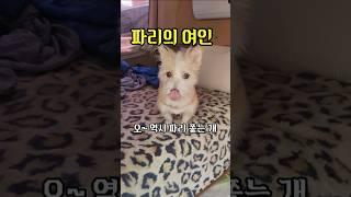 파리다스의 개 #강아지 #shorts