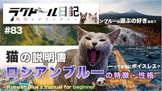 【ロシアンブルーを飼おうか迷っている方に見てほしい】一緒に過ごして気づいたロシアンブルーの性格や特徴など。笑顔の猫 ラグドール日記〜代筆ロシアンブルー　第83話『バヴルとロシアンブルーの説明書』