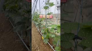 #주말농장 #텃밭 #소소한행복