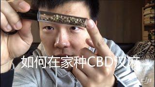 手把手教你如何在家种植汉麻（CBD）第一章： 选种与育苗