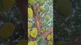 #jackfruit #supper #tasty #sweet #tree #plant