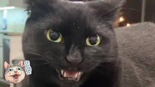 black cat ekekekkekkek compilation