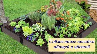 Совместные посадки овощей и цветов.