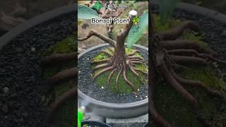 New Bonsai Plant Technique || Bonsai Plant