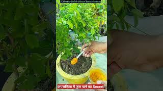 अपराजिता में फूल पाने का secret | Aprajita plant #care #floweringplant #outdoorplants