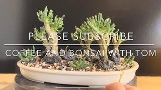 Coffee and Bonsai with Tom