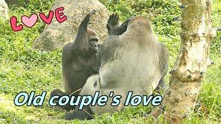 Gorilla old couple's love with two third wheels / D'jeeco & Tayari / 大猩猩老夫妻的小情愛+兩個電燈泡