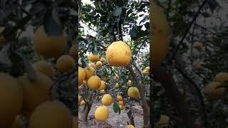Thăm Mô Hình Làm Giàu Từ Bưởi Diễn  PHÚ DIỄN, Bán Giống Cây SAI QUẢ, LÂU NĂM. SĐT: 096.239.2038
