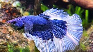 Betta Fish Aquarium: Water Sounds for Relaxation