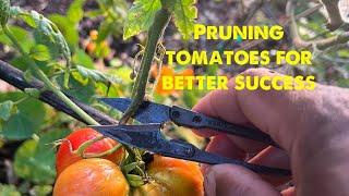 How to keep tomato plants healthy by pruning