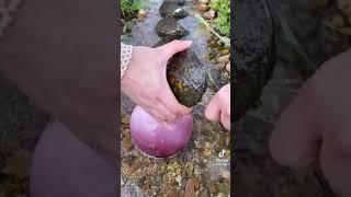 finding huge pearl inside clam